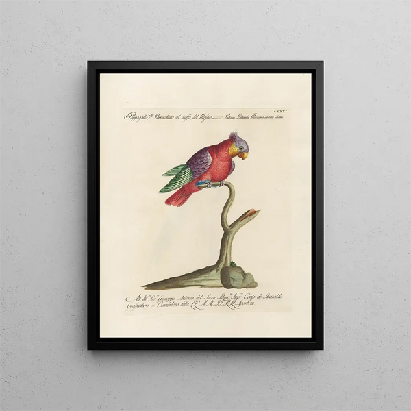 Ornithologie méthodiquement digérée Pl128 - Saverio Manetti — oprawiony obraz na ścianie