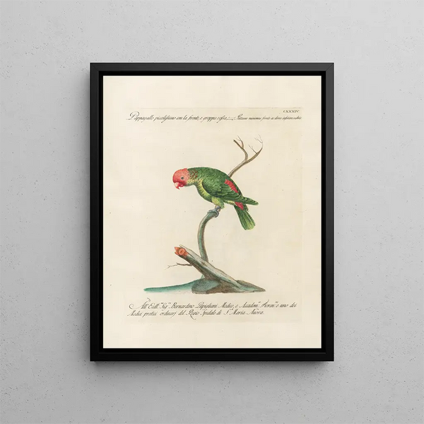 Ornithologie méthodiquement digérée Pl131 - Saverio Manetti — oprawiony obraz na ścianie