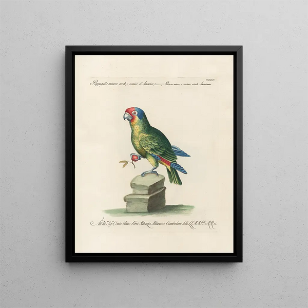 Ornithologie méthodiquement digérée Pl132 - Saverio Manetti — oprawiony obraz na ścianie