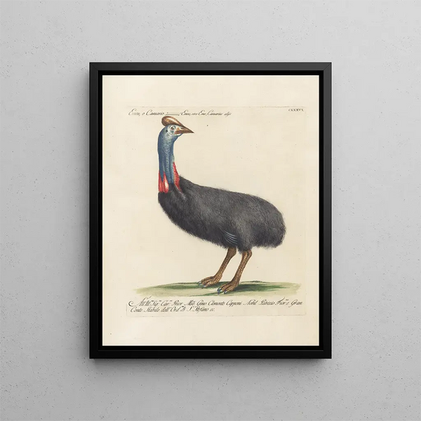 Saverio Manetti - Ornithologia methodice digesta Pl133.webp