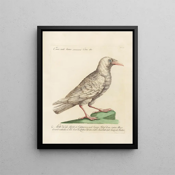 Ornithologie méthodiquement digérée Pl138 - Saverio Manetti — oprawiony obraz na ścianie