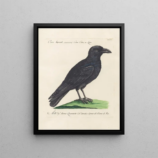 Ornithologie méthodiquement digérée Pl140 - Saverio Manetti — oprawiony obraz na ścianie