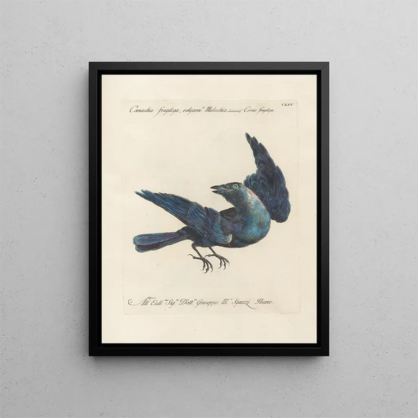 Ornithologie méthodiquement digérée Pl142 - Saverio Manetti — oprawiony obraz na ścianie
