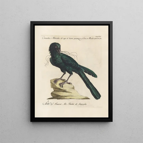 Ornithologie méthodiquement digérée Pl145 - Saverio Manetti — oprawiony obraz na ścianie
