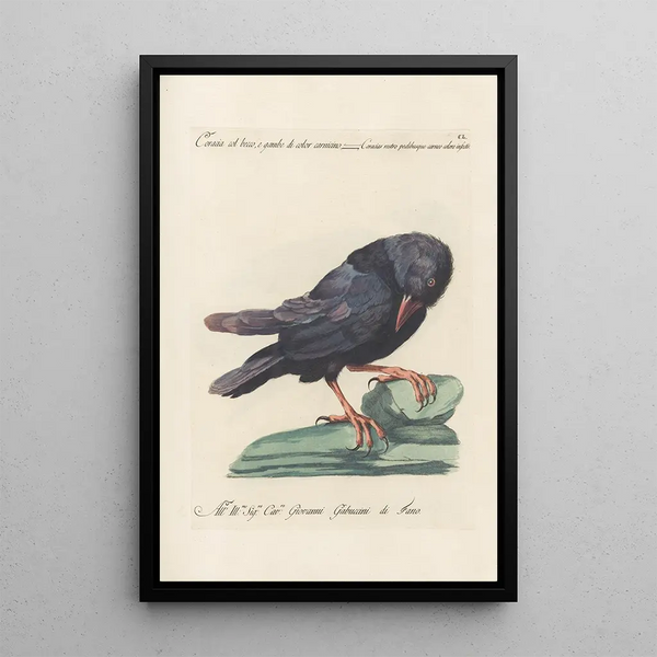 Ornithologia methodice digesta Pl147 - Saverio Manetti — oprawiony obraz na ścianie