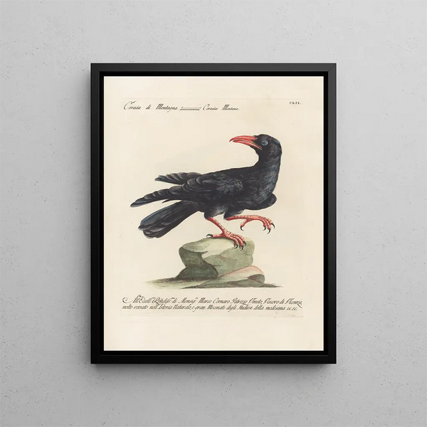 Ornithologie méthodiquement digérée Pl149 - Saverio Manetti — oprawiony obraz na ścianie