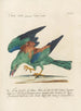 Ornithologie méthodiquement digérée Pl150 - Saverio Manetti — widok dzieła