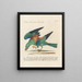 Ornithologie méthodiquement digérée Pl150 - Saverio Manetti — oprawiony obraz na ścianie
