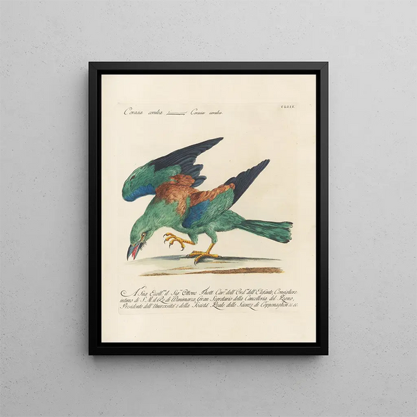 Ornithologie méthodiquement digérée Pl150 - Saverio Manetti — oprawiony obraz na ścianie
