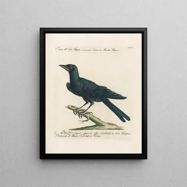 Ornithologie méthodiquement digérée Pl151 - Saverio Manetti — oprawiony obraz na ścianie