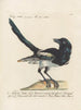 Ornithologie méthodiquement digérée Pl152 - Saverio Manetti — widok dzieła