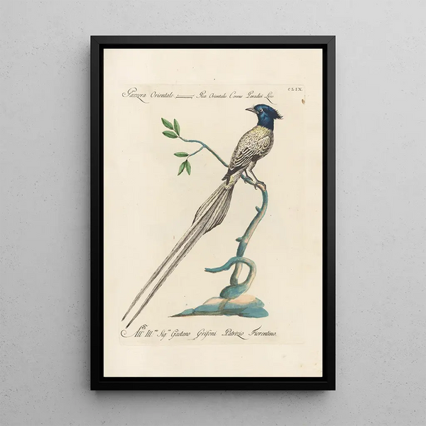 Ornithologia methodice digesta Pl154 - Saverio Manetti — oprawiony obraz na ścianie
