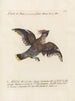 Ornithologie méthodiquement digérée Pl155 - Saverio Manetti — widok dzieła