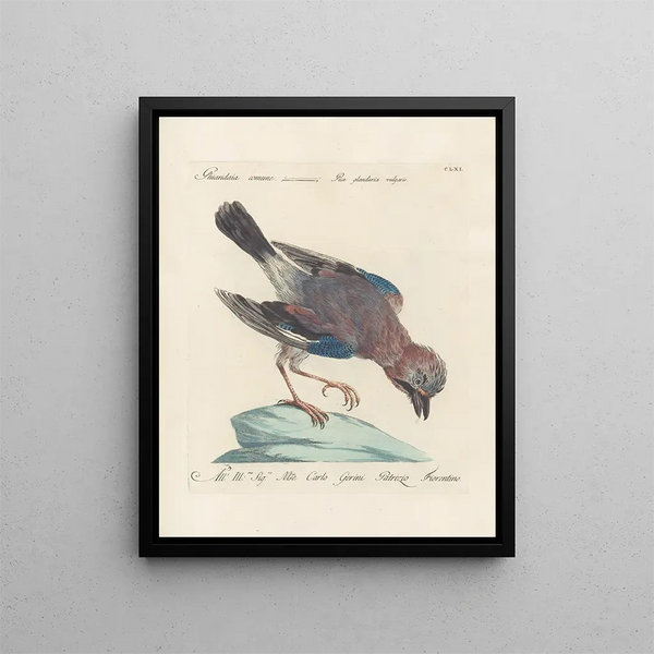 Ornithologie méthodiquement digérée Pl156 - Saverio Manetti — oprawiony obraz na ścianie