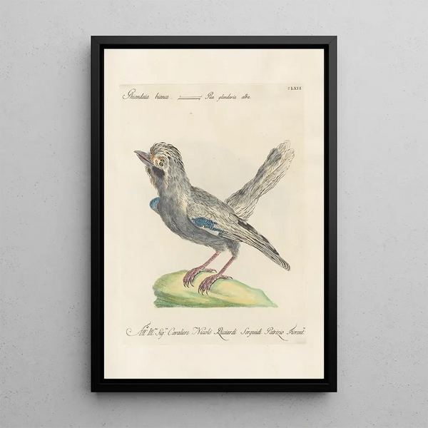 Ornithologia methodice digesta Pl157 - Saverio Manetti — oprawiony obraz na ścianie