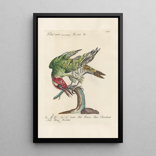 Ornithologia methodice digesta Pl160 - Saverio Manetti — oprawiony obraz na ścianie
