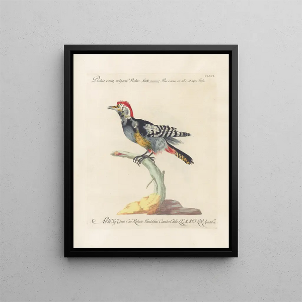 Ornithologie méthodiquement digérée Pl161 - Saverio Manetti — oprawiony obraz na ścianie