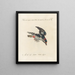 Ornithologie méthodiquement digérée Pl162 - Saverio Manetti — oprawiony obraz na ścianie