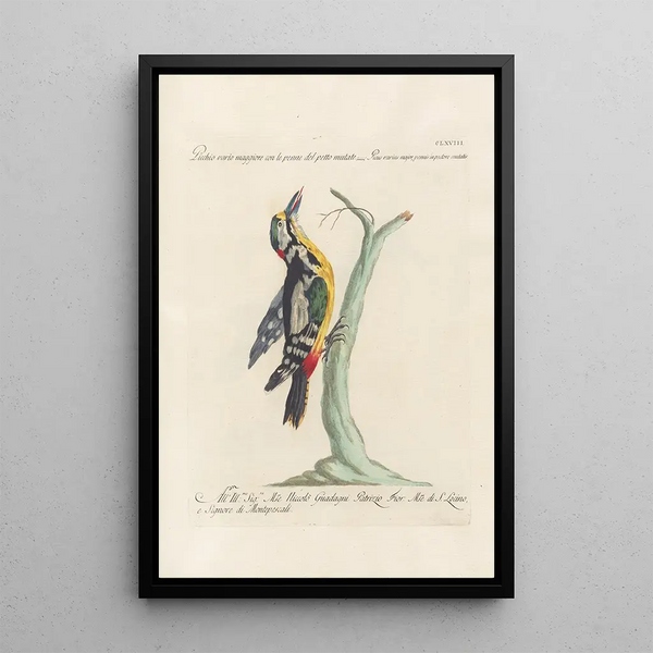 Ornithologia methodice digesta Pl163 - Saverio Manetti — oprawiony obraz na ścianie