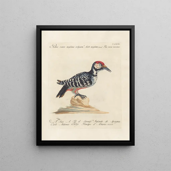 Ornithologie méthodiquement digérée Pl164 - Saverio Manetti — oprawiony obraz na ścianie
