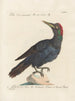 Ornithologie méthodiquement digérée Pl165 - Saverio Manetti — widok dzieła