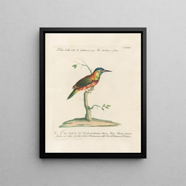 Ornithologie méthodiquement digérée Pl166 - Saverio Manetti — oprawiony obraz na ścianie
