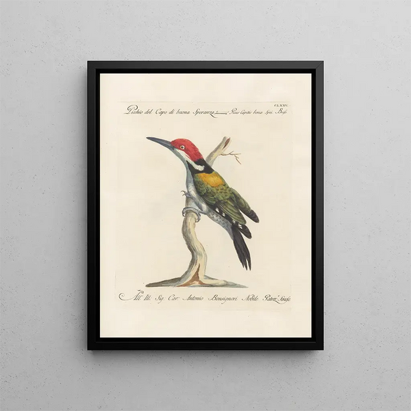 Ornithologie méthodiquement digérée Pl168 - Saverio Manetti — oprawiony obraz na ścianie