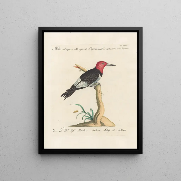 Ornithologie méthodiquement digérée Pl169 - Saverio Manetti — oprawiony obraz na ścianie