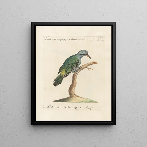 Ornithologie méthodiquement digérée Pl170 - Saverio Manetti — oprawiony obraz na ścianie