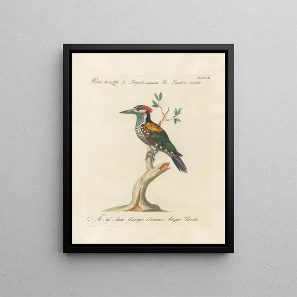 L'ornithologie a méthodiquement digéré Pl172 - Saverio Manetti — oprawiony obraz na ścianie