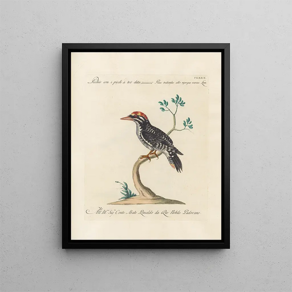 L'ornithologie a méthodiquement digéré Pl173 - Saverio Manetti — oprawiony obraz na ścianie