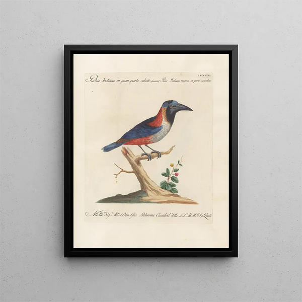 L'ornithologie a méthodiquement digéré Pl174 - Saverio Manetti — oprawiony obraz na ścianie