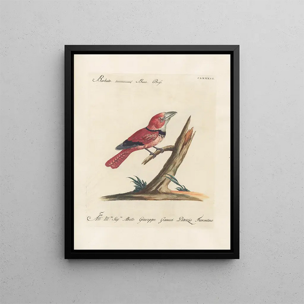 L'ornithologie a méthodiquement digéré Pl175 - Saverio Manetti — oprawiony obraz na ścianie