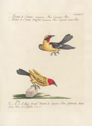 Saverio Manetti - Ornithologia methodice digesta Pl176.webp