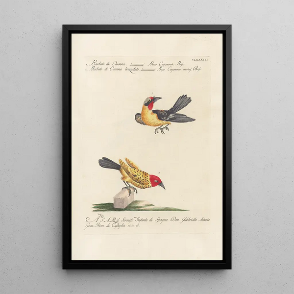 Ornithologia methodice digesta Pl176 - Saverio Manetti — oprawiony obraz na ścianie