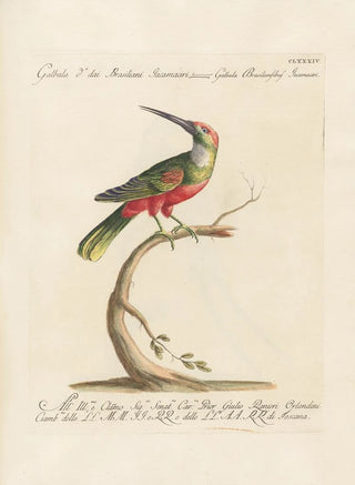Saverio Manetti - Ornithologia methodice digesta Pl177.webp