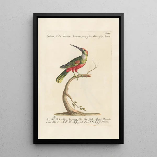 Ornithologia methodice digesta Pl177 - Saverio Manetti — oprawiony obraz na ścianie