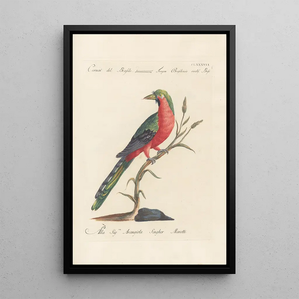 Ornithologia methodice digesta Pl178 - Saverio Manetti — oprawiony obraz na ścianie