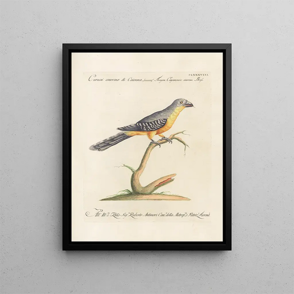 L'ornithologie a méthodiquement digéré Pl179 - Saverio Manetti — oprawiony obraz na ścianie