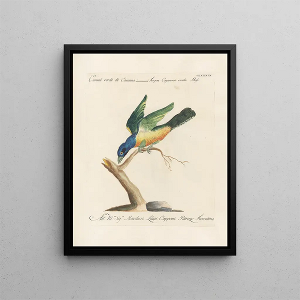 Saverio Manetti - Ornithologia methodice digesta Pl180.webp