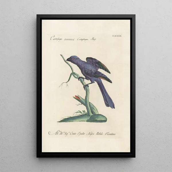 Ornithologia methodice digesta Pl181 - Saverio Manetti — oprawiony obraz na ścianie