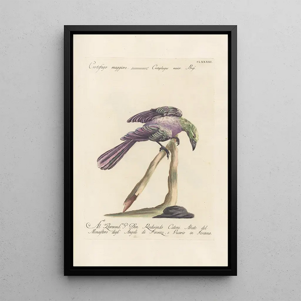 Ornithologia methodice digesta Pl182 - Saverio Manetti — oprawiony obraz na ścianie