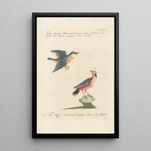 Ornithologia methodice digesta Pl184 - Saverio Manetti — oprawiony obraz na ścianie