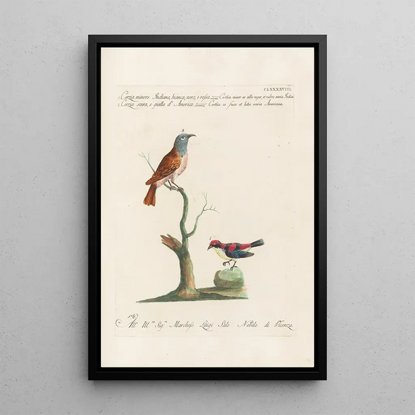 Ornithologia methodice digesta Pl185 - Saverio Manetti — oprawiony obraz na ścianie
