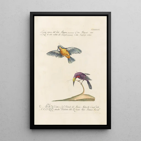 Ornithologia methodice digesta Pl186 - Saverio Manetti — oprawiony obraz na ścianie