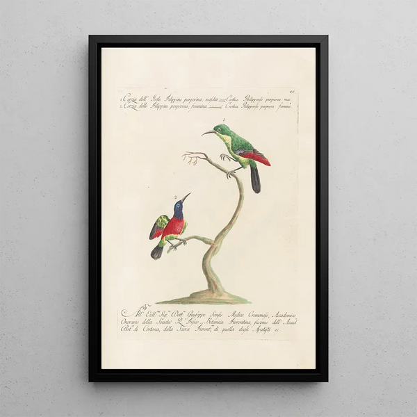 Ornithologia methodice digesta Pl187 - Saverio Manetti — oprawiony obraz na ścianie