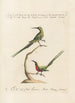 Ornithologia methodice digesta Pl188 - Saverio Manetti — widok dzieła