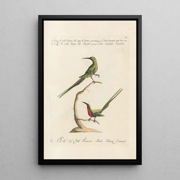 Ornithologia methodice digesta Pl188 - Saverio Manetti — oprawiony obraz na ścianie