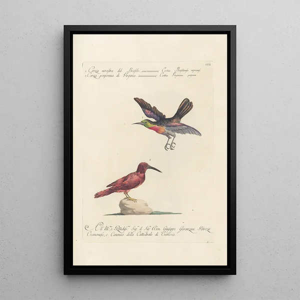 Ornithologia methodice digesta Pl189 - Saverio Manetti — oprawiony obraz na ścianie