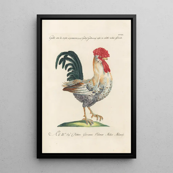 Ornithologia methodice digesta Pl190 - Saverio Manetti — oprawiony obraz na ścianie